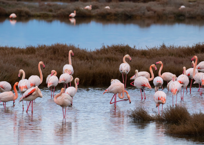 pink flamingos