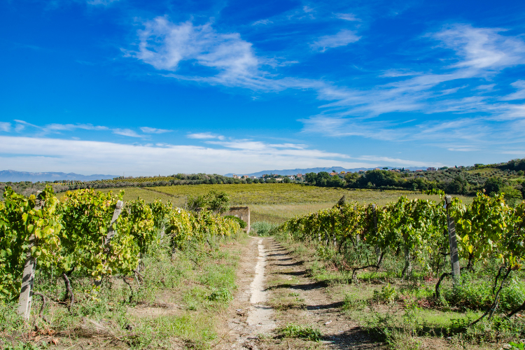 Frascati e volcanic 1