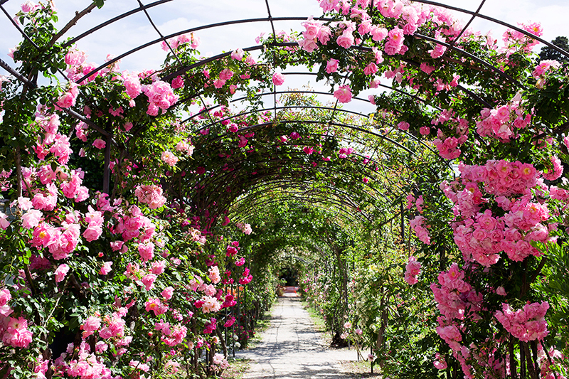 romantic rosebed path to Nervi Park