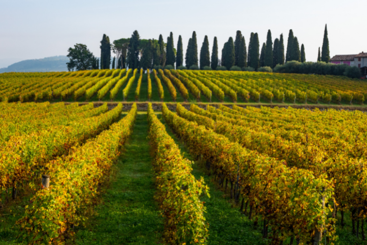 valpolicella