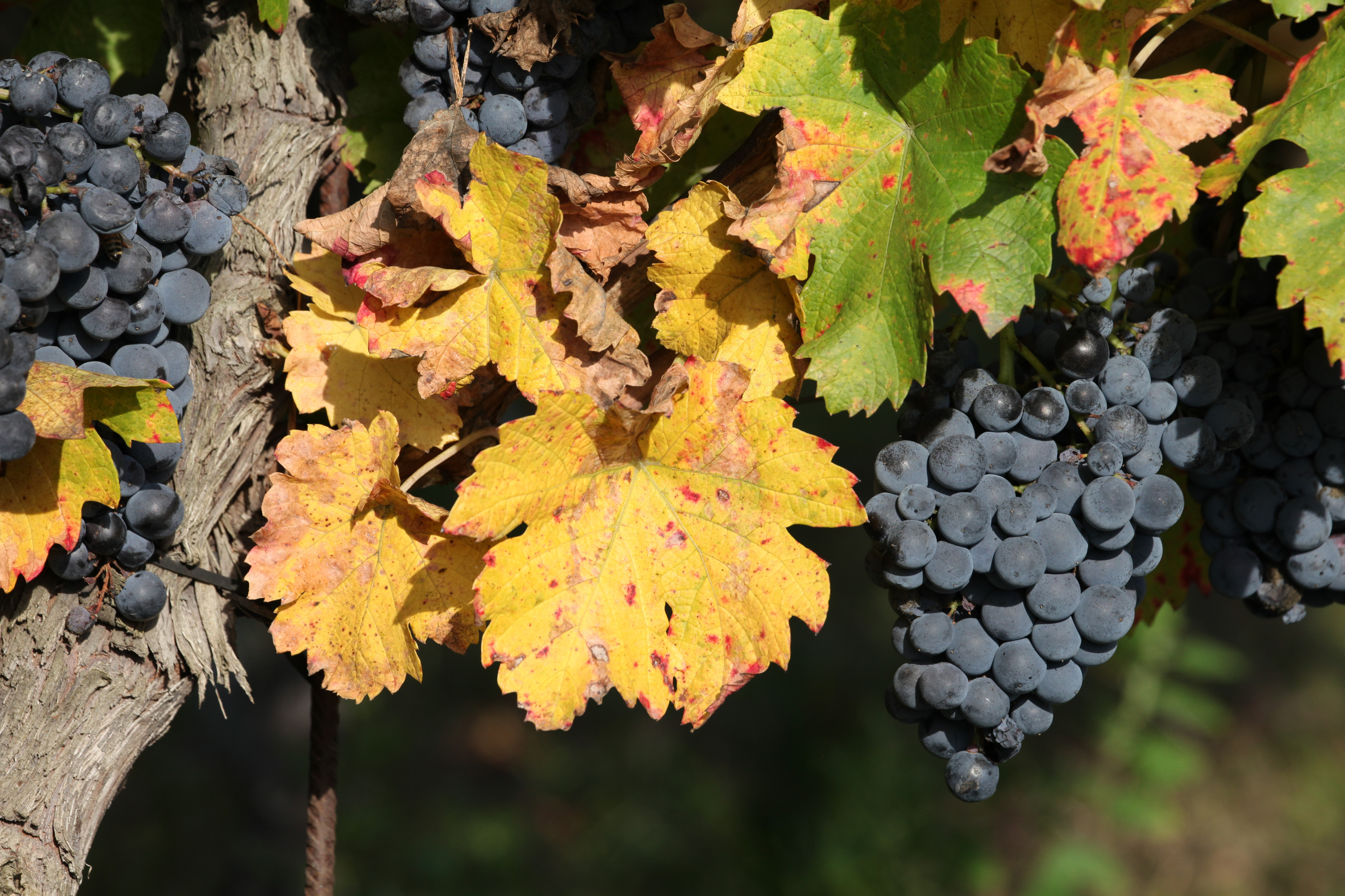 VALLE-DAOSTA-Grappoli-uva-autunno-foto-Enrico-Romanzi-0694-1