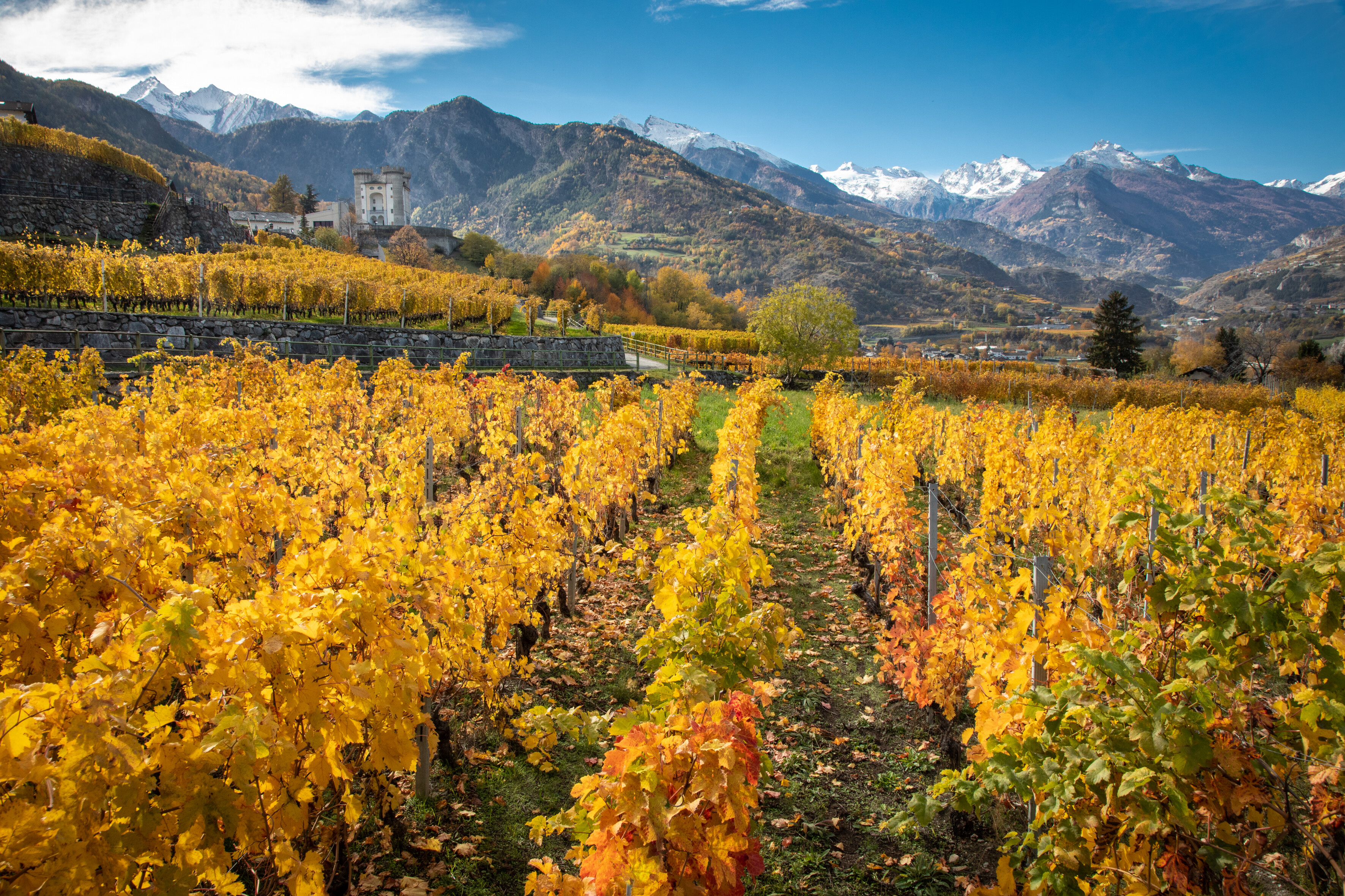 VALLE-DAOSTA-Vigneti-e-castello-Aymavilles-foto-Enrico-Romanzi-0295