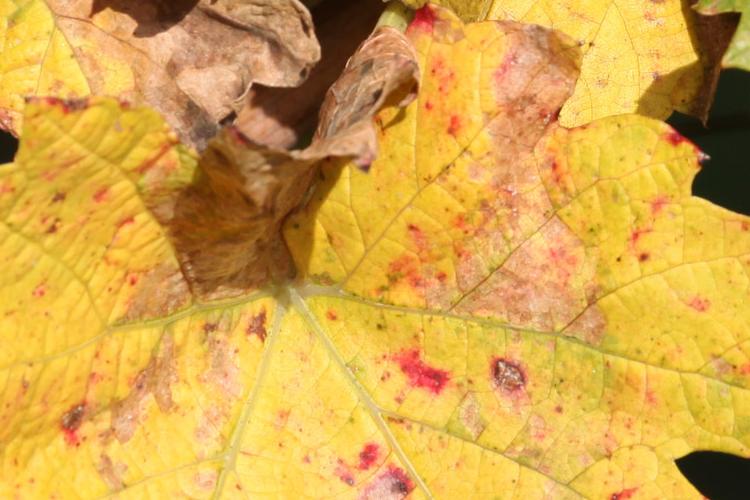 VALLE-DAOSTA-Grappoli-uva-autunno-foto-Enrico-Romanzi-0694-1