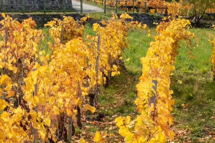 VALLE-DAOSTA-Vigneti-e-castello-Aymavilles-foto-Enrico-Romanzi-0295