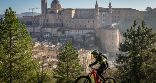 marche_urbino