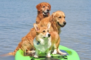 Pet-friendly holidays on Italy’s Lake Garda  