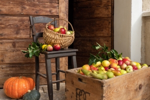 Pomaria. It’s apple picking time again in Trentino
