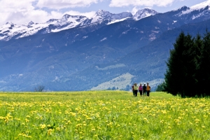 Springtime in the Trentino region. Trails through meadows of orchids, lilies and  buttercups  