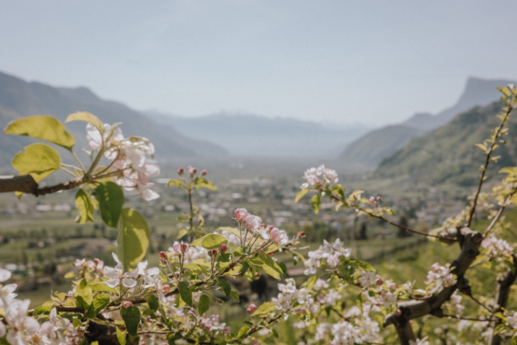 April in South Tyrol: the events to discover during Lana in Fiore