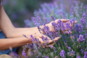 The Province of Alessandria: lavender in bloom and summer vibes