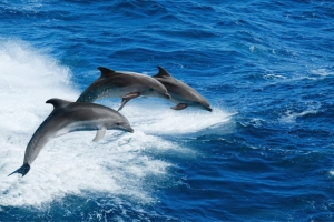 Follonica is a magical place in Tuscany where you can spot dolphins and other marine species