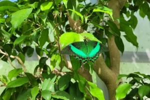 Slow tourism in Cervia: a Salt Pan and a Butterfly House