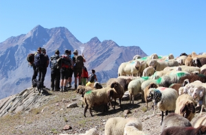 Transhumance in the Schnals Valley: UNESCO intangible cultural heritage