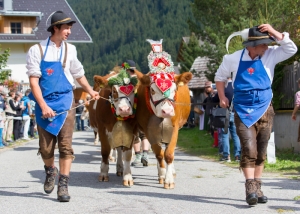 Autumn traditions in Val Casies: the ancient ritual of transhumance