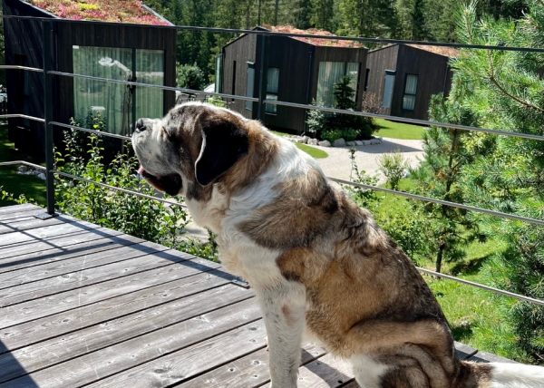 6-legged holidays with special comforts for owners and dogs