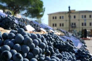 Vo', food, wine and art at the 74th Grape Festival in Veneto