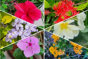 Rome is tinged with the colours of spring from all over the world