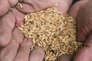 The Baraggia Biellese and Vercellese rice fields in Piedmont 