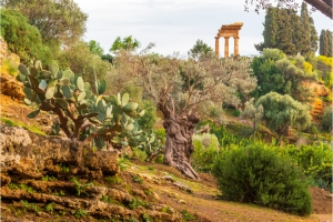 The garden of Kolymbetra in Agrigento’s Valley of the Temples in Sicily  