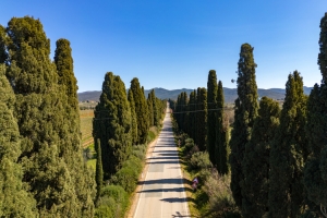 Bolgheri cypress road - Tuscany