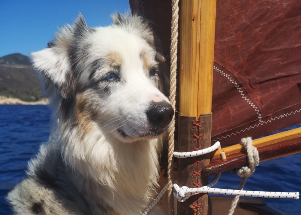 Set Sail with a 4-legged friend this summer with ItalyCharter