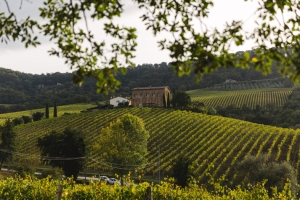 Palazzone: wine, hospitality and authentic experiences in the heart of Umbria