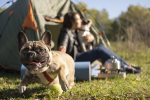 Ideas for holidaying with pets in the country and at the seaside