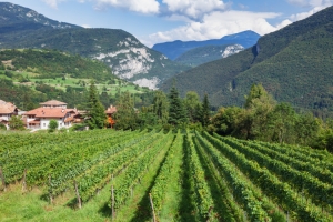 South Tyrol wines. A voyage of discovery to a unique concept of authenticity and quality