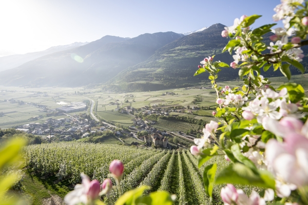 South Tyrol’s wine itineraries are boosting arrivals to the Alto Adige 