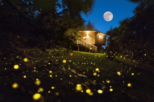 Grep Park. Glamping, forest bathing and tree houses in Monferrato in Lower Piedmont