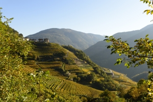 Trentino’s Cembra Cantina di Montagna. Winegrowing that challenges the limits of nature