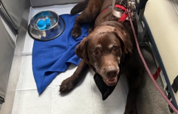 ENAC: pets weighing up to 30kg on board ITA Airways domestic flights